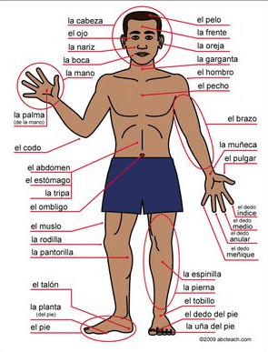 Espagnol : El cuerpo | 836 jouer | Quizizz