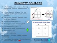 cuadrados de punnett - Grado 7 - Quizizz