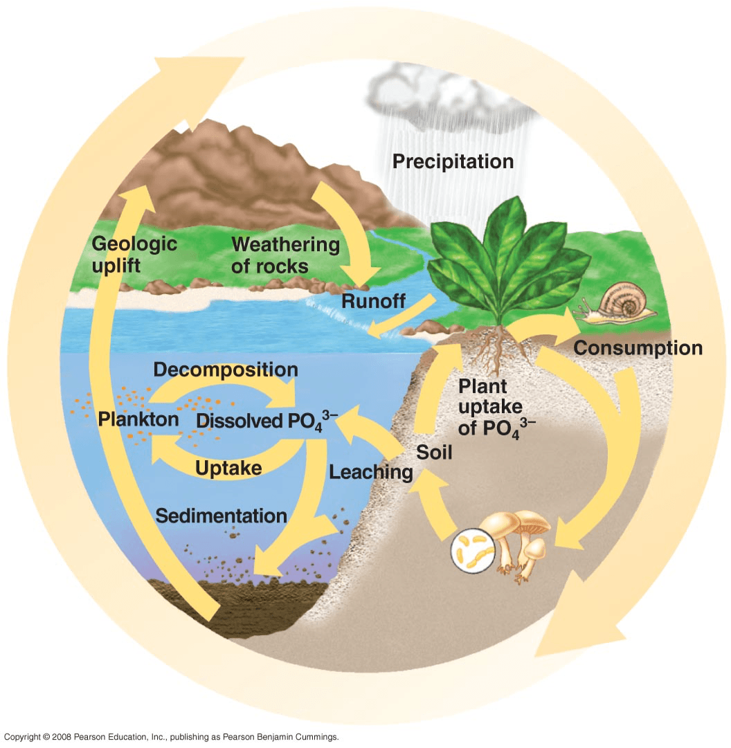 Biogeochemical Cycles Review | Biology - Quizizz