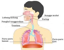Pada system pernafasan manusia, proses difusi oksigen terjadi pada