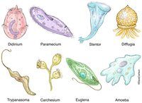 Protista mirip hewan