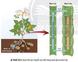 sự trao đổi chất - Lớp 1 - Quizizz