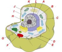 Surface Area - Year 9 - Quizizz