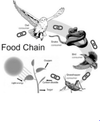 food chain - Class 3 - Quizizz