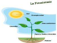 partes de la planta y sus funciones - Grado 7 - Quizizz