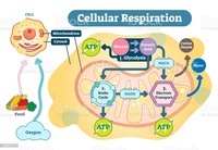 respiración celular - Grado 4 - Quizizz