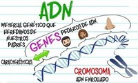 estructura y replicación del adn - Grado 1 - Quizizz