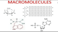 macromoléculas - Grado 7 - Quizizz