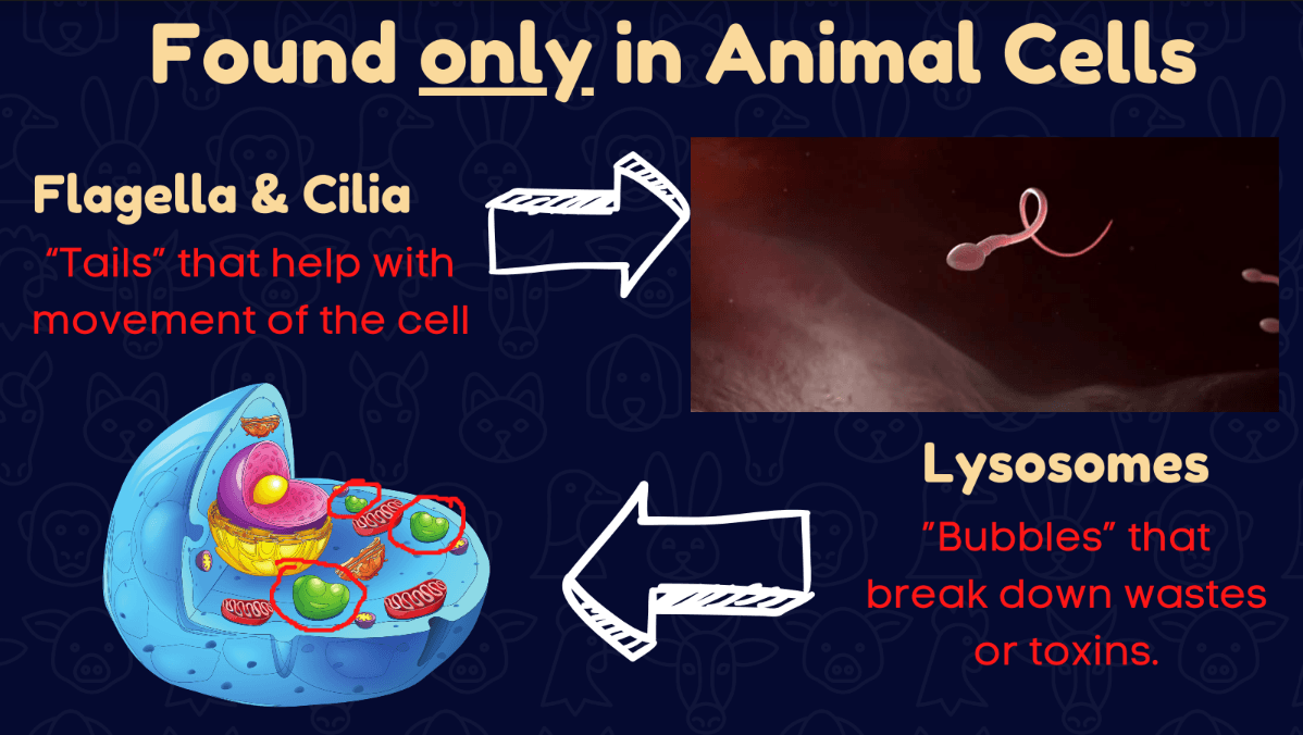 The Function Of Organelles Questions & Answers For Quizzes And Tests ...