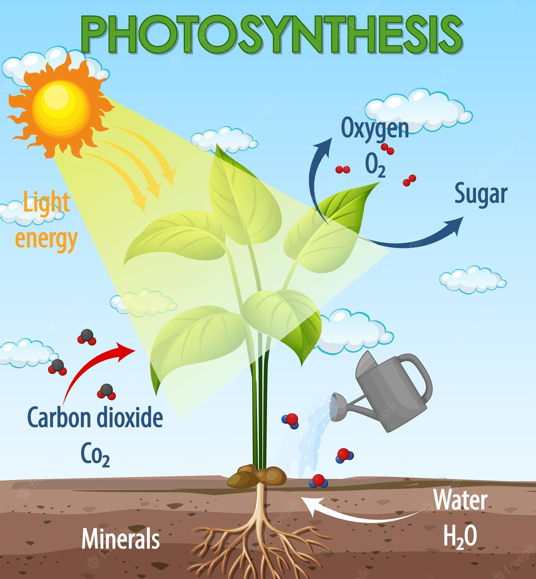 photosynthesis - Class 12 - Quizizz