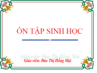 vật sống và vật không sống - Lớp 1 - Quizizz