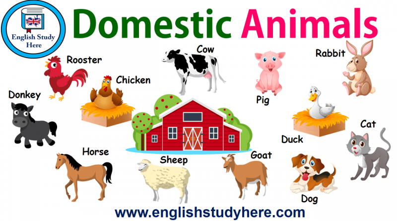 Domestic Animals | English - Quizizz