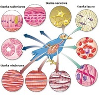 tkanki - Klasa 6 - Quiz