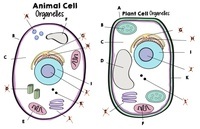 plant cell diagram - Class 6 - Quizizz