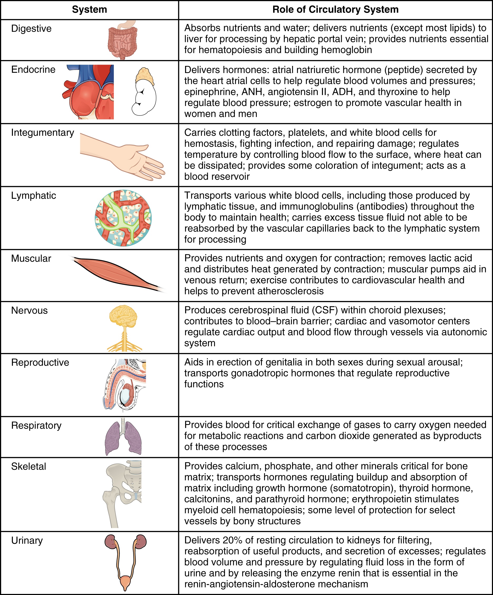 Human Body Systems | Quizizz