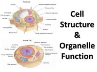 plant and animal cell - Class 6 - Quizizz