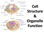 Organelles in Plant and Animal Cells