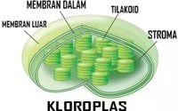 respirasi seluler - Kelas 3 - Kuis