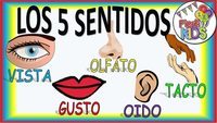 Los 5 Sentidos - Grado 1 - Quizizz