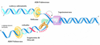 dna structure and replication - Year 1 - Quizizz