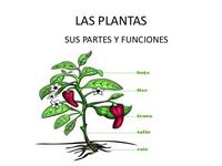 partes da planta e suas funções - Série 3 - Questionário