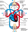 The Circulatory and Respiratory Systems Test Review