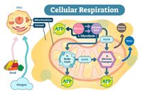 cellular respiration - Class 7 - Quizizz