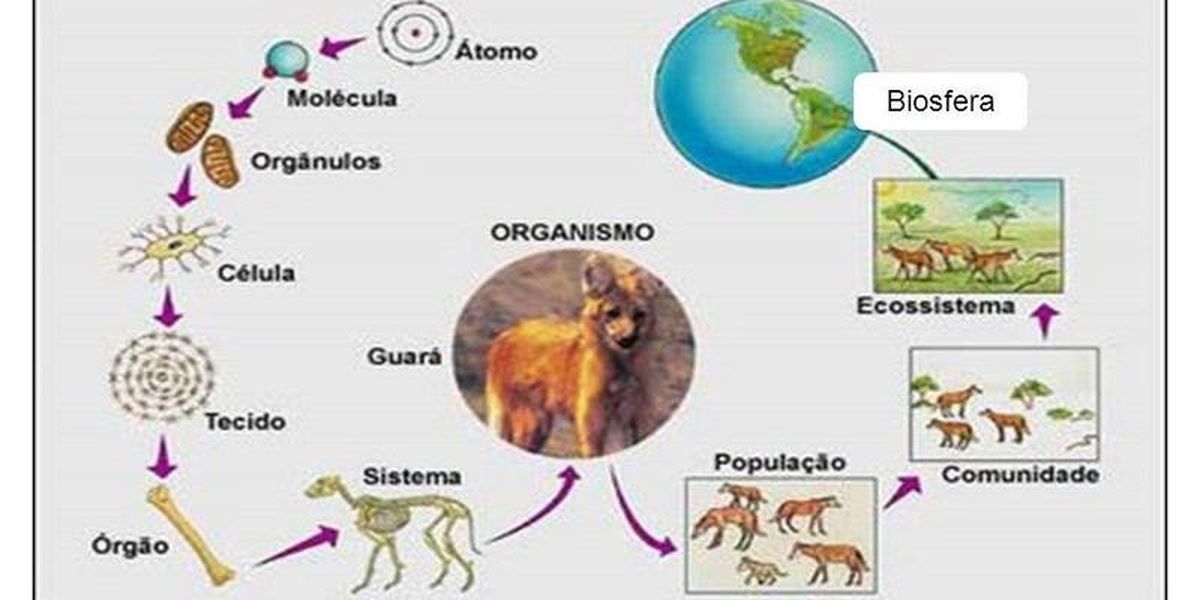 Quiz Estrutura Ecossistema