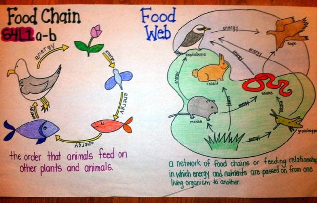 Food Chains And Food Webs | Ecology - Quizizz