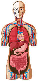 Cartões de anatomia - Série 3 - Questionário