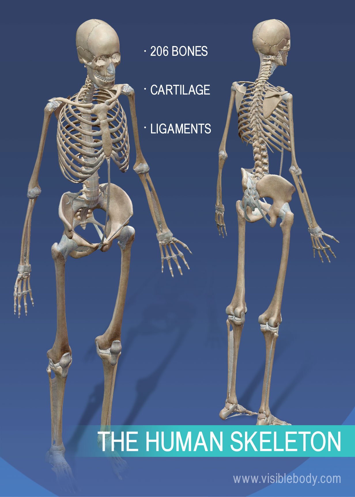 form 4 chapter 6: support, movement and growth in animals - Quizizz