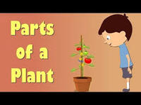plant parts and their functions - Class 2 - Quizizz