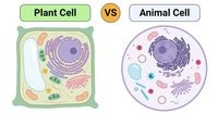 plant cell diagram - Grade 12 - Quizizz