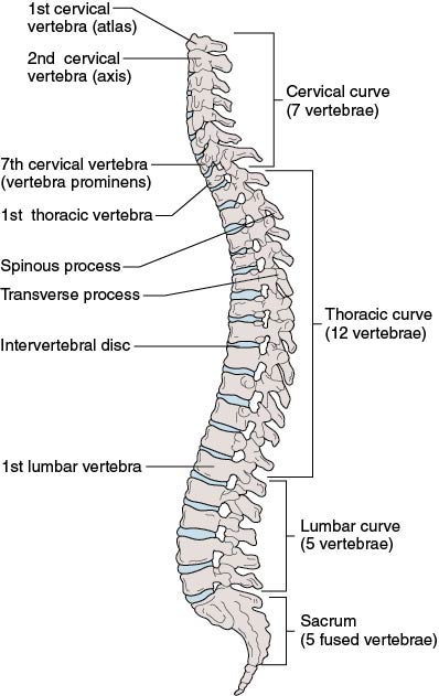 Head and Spine | Quizizz