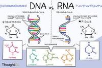 rna and protein synthesis - Class 6 - Quizizz