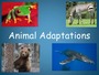 Animal Adaptations