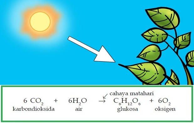 pada proses peragian glukosa mengalami glikolisis menjadi asam piruvat asam piruvat diubah menjadi etanol jumlah atp yang dihasilkan dan organisme yang berperan adalah