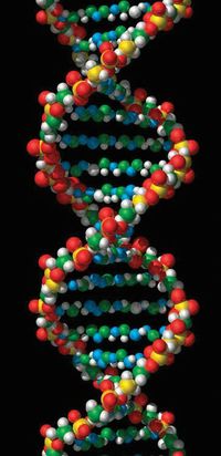 dna structure and replication - Class 8 - Quizizz