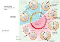 mitosis Tarjetas didácticas - Quizizz