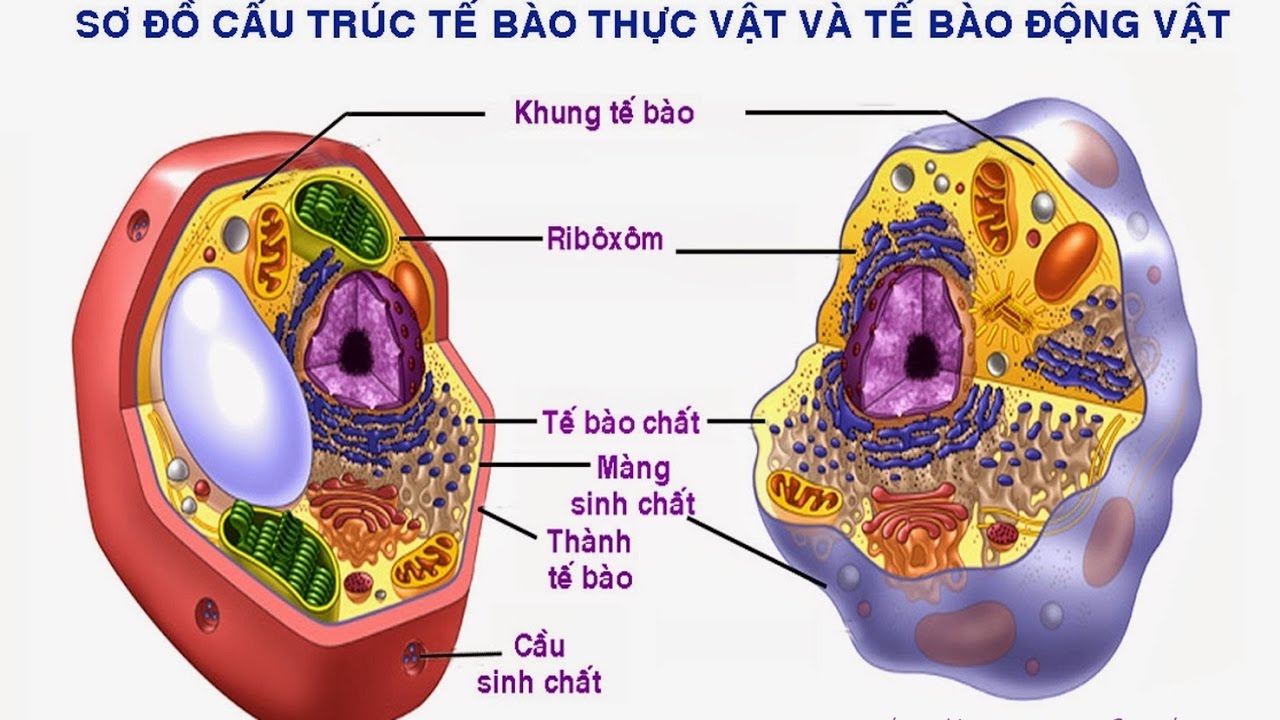 màng tế bào - Lớp 6 - Quizizz