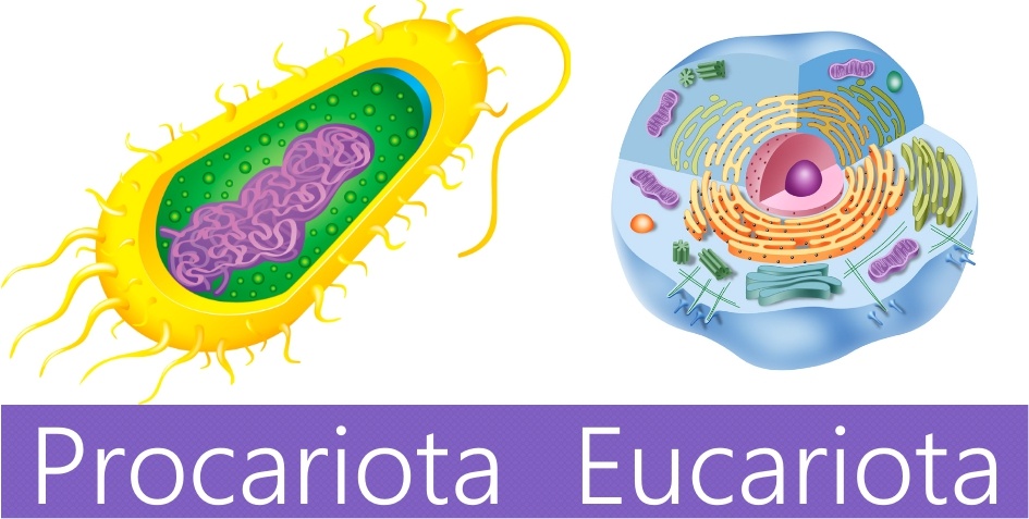 Célula procariota y eucariota | Biology Quiz - Quizizz