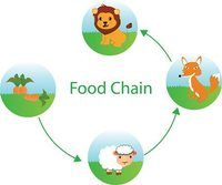 food chain - Grade 4 - Quizizz