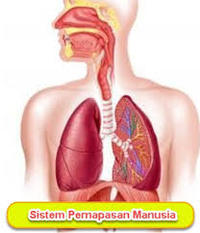 Jaringan dalam paru-paru yang berfungsi sebagai tempat pertukaran gas oksigen dan gas karbon dioksida adalah ....