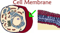 plant cell diagram - Grade 11 - Quizizz