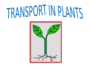 Transport in Plants