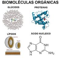 Alimento - Grado 11 - Quizizz