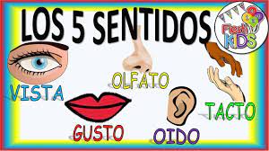 Los 5 Sentidos Tarjetas didácticas - Quizizz