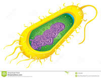 bakterie i archeony - Klasa 3 - Quiz