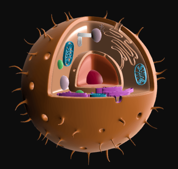 Cell Structures | Quizizz