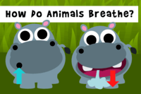 Breathing Organs of Animals | Science Quiz - Quizizz